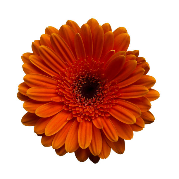 istock gerbera orange flower isolated on white, close-up 1329310776