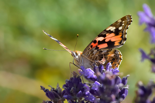 Butterfly drawing nectar from lavender flower, colourful painted lady (Vanessa cardui), shallow depth of field macro photography
