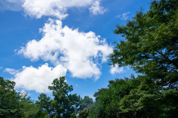 istock Fresh green and blue sky in the park 1329312704