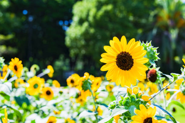 istock Sun flower in summer season 1329312799
