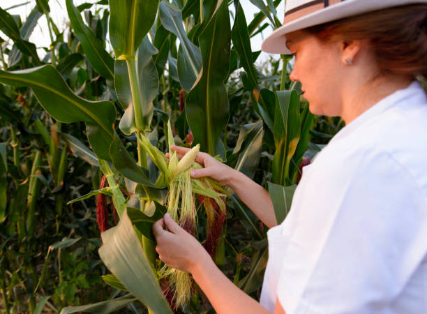 kobieta agronom kontroli kolby kukurydzy w polu kukurydzy - corn corn crop field stem zdjęcia i obrazy z banku zdjęć
