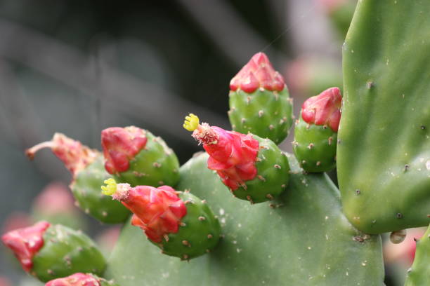 istock Opuntia, commonly called prickly pear, 