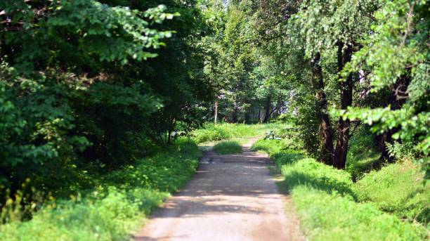 istock Beautiful forest landscape in the morning 1329318987