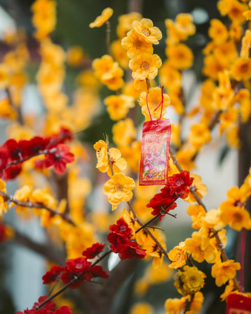 vietnam tet holiday house decoration - apricot blossom 個照片及圖片檔