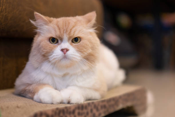 istock Front view and focus of a cute orange-white fluffy male Persian cat looking at camera while laying on a cat scratcher in a living room 1329321709