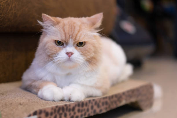 istock Front view and focus of a cute orange-white fluffy male Persian cat looking at camera while laying on a cat scratcher in a living room 1329321713