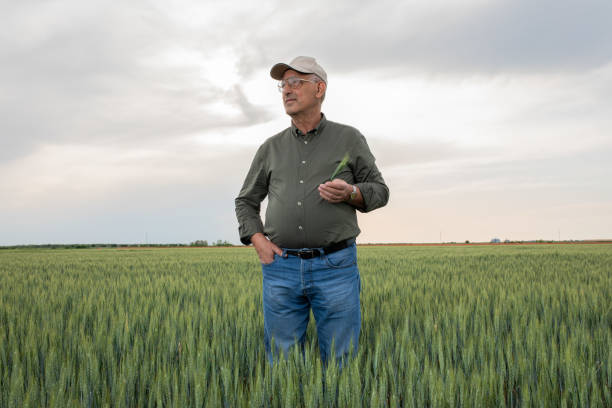 istock Senior farmer standing in wheat field holding tablet and examining crop. 1329324556