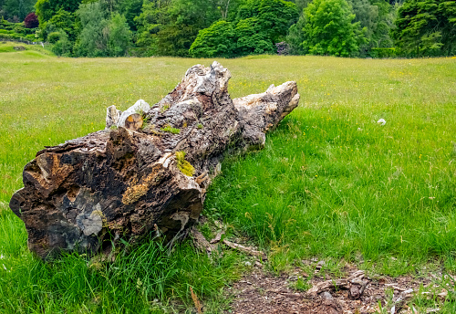 An old rotting tree trunk lying in a field.