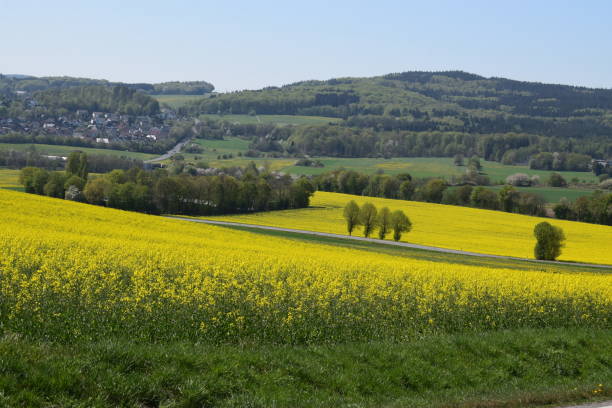 istock yellow fields on the hillside near Kempenich 1329328013