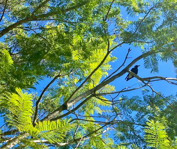 Horizontal landscape looking up to a black and white Magpie bird perched on jacaranda tree branch with green leaves against a blue sky in Bangalow NSW Australia