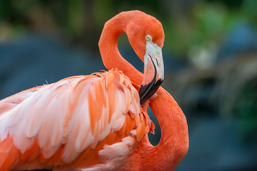 The flamingo is a species of long-legged bird that lives in groups. The word flamingo comes from the Spanish word 'flamingo', an early form of 'flamenco'. These words come from the Latin word flamma, which means 'fire'. They belong to the genus Phenicopterus and the family Phenicopteridae.