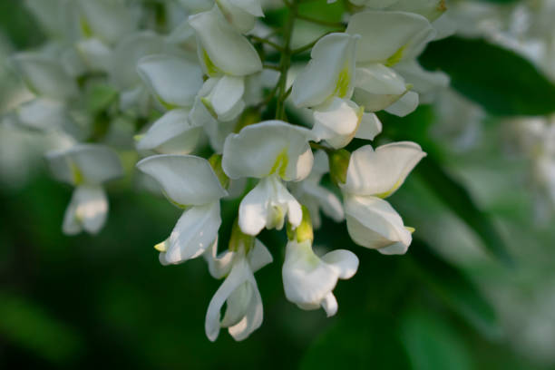 istock White acacia close up with blurred background 1329333531
