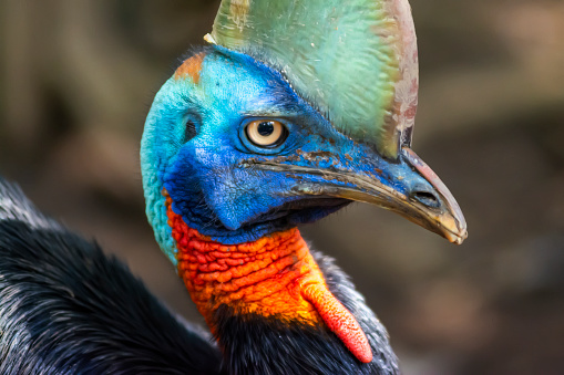 Casuarius is one of two genera of birds in the family Casuariidae. This genus consists of three species of cassowary which are very large and cannot fly. The distribution area of these three species is in tropical forests and mountains in Papua.