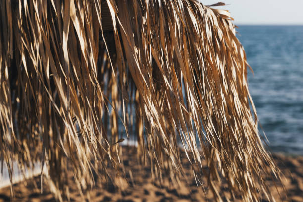 Close up of a tropical beach parasol