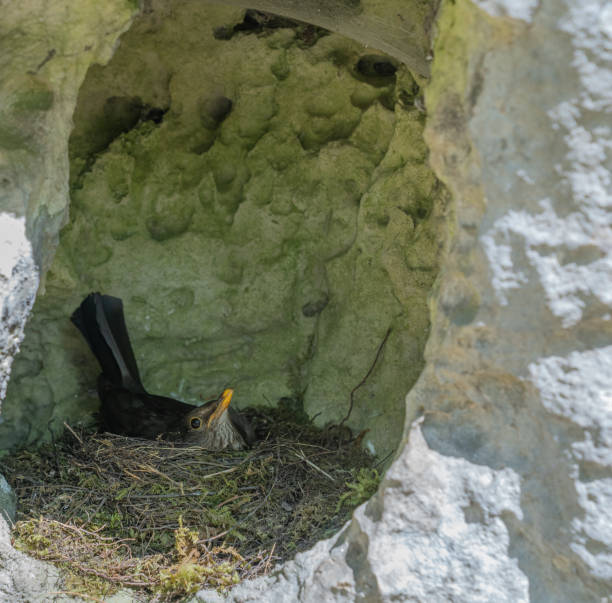 istock A bird brooding its young in a nest made in a rock crevice 1329334393