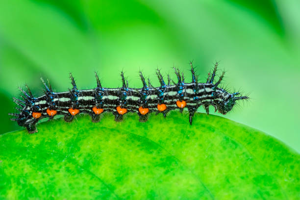 The Caterpillars Caterpillars are the larval stage of members of the order Lepidoptera. As with most common names, the use of this term is actually inconsistent, because sawfly larvae are also often referred to as caterpillars. Both lepidopteran and symphytan larvae have an eruciform body shape. caterpillar photos stock pictures, royalty-free photos & images