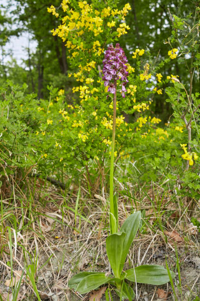 istock Orchis purpurea in bloom 1329334432