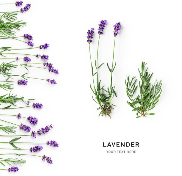 istock Lavender flowers and leaves creative layout 1329334833