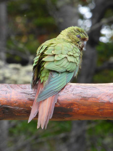 Austral parakeet stock photo