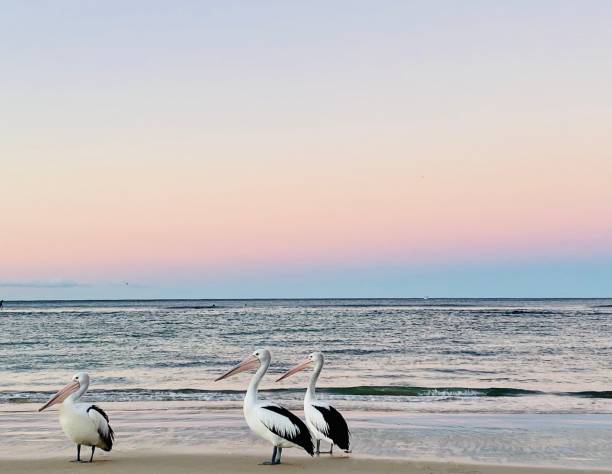 istock 3 Pelicans at Water’s Edge at Sunset 1329337445