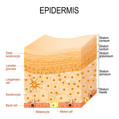 epidermis anatomy. layers and Cell structure of the human skin. Close-up of epidermis. Vector illustration