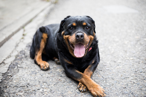 Beautiful Rottweiler Dog Lying OnThe Road With Open Mouth,Looking At Camera,Black Dog Resting With Crossed Legs On Hot Summer Day