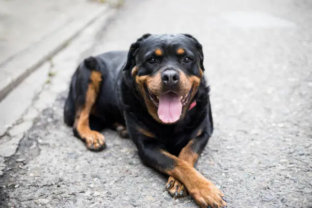 Photo of Rottweiler Dog Lying OnThe Road With Open Mouth