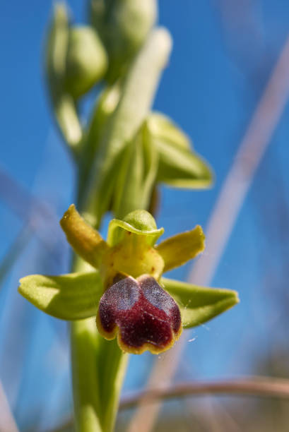 istock Ophrys fusca flower close up 1329339615