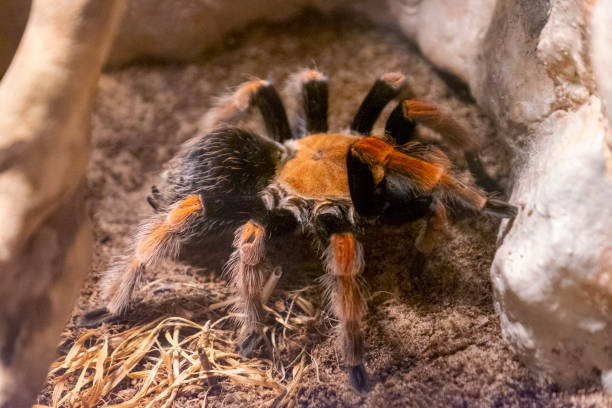 tarântula da perna de sangue mexicana - invertebrado - fotografias e filmes do acervo