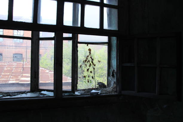 istock Little birch tree growing on window of old abandoned factory 1329340931