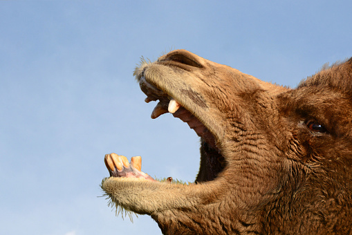 Bactrian camel close up of the head with eye and open beak.