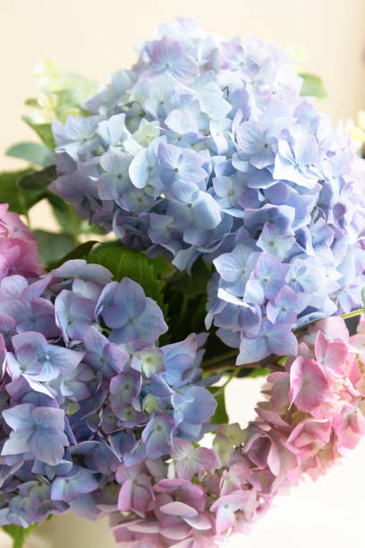 istock pink and blue hydrangea flower, abstract beautiful flower texture background. 1329342956