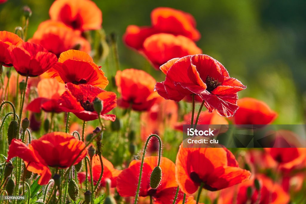 Poppies field Poppy - Plant Stock Photo