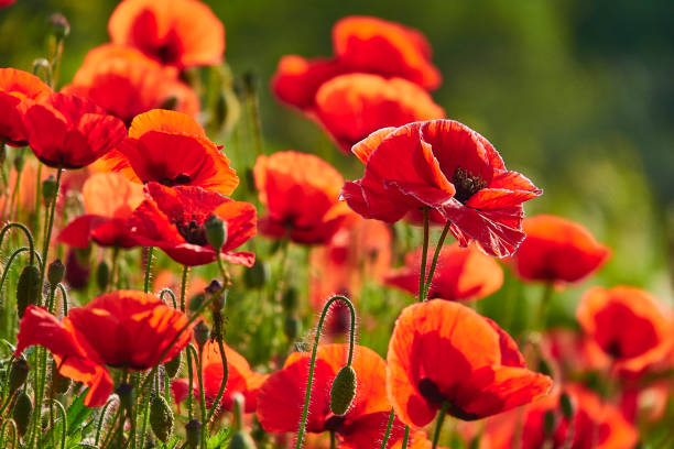 Poppies field Poppies field poppies stock pictures, royalty-free photos & images