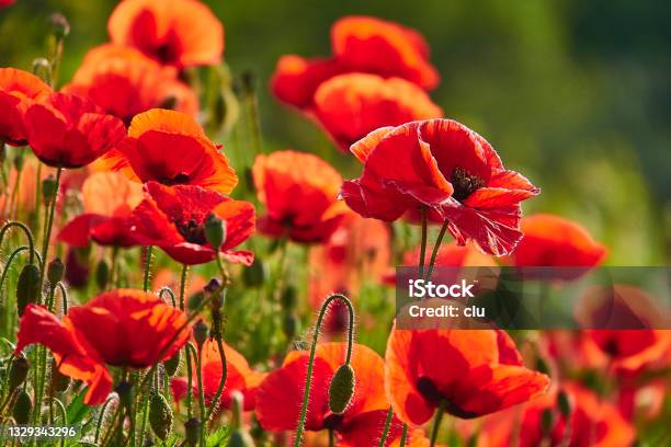 Poppies Field Stock Photo - Download Image Now - Poppy - Plant, Red, Scenics - Nature