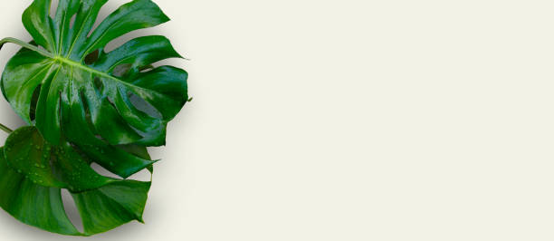 istock Monstera plant leaves 1329345398