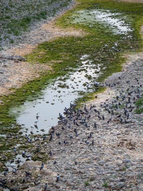 istock White Egrets and Pigeons Drinking in the Dry Riverbed 1329347195