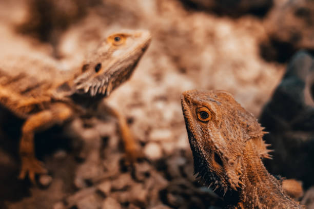 istock Bearded dragon portrait.  Pogona vitticeps 1329348117