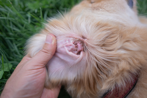 Prevention ears infection dog golden retriever