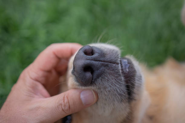 istock checking golden retriever dog nose close up 1329348955