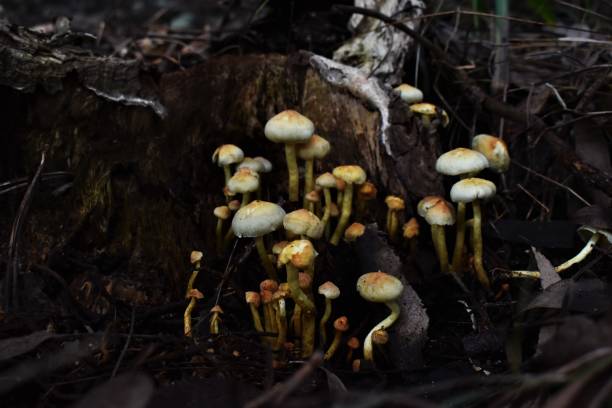 istock Yellow mushrooms in the dark forest 1329349072