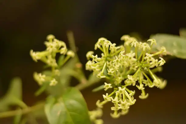 Photo of arumdalu (Cestrum nocturnum) flower