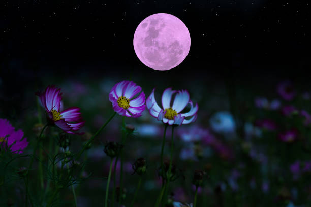 istock Full moon with cosmos flowers silhouette in the night. 1329350660