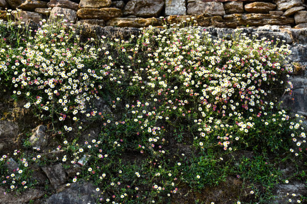 Wild daisy flowers growing on an old cobbled wall. Abstract natural backgrounds. High quality photo