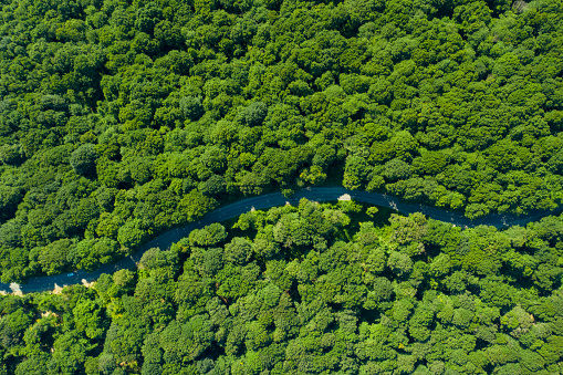 forest landscape and river aerial view