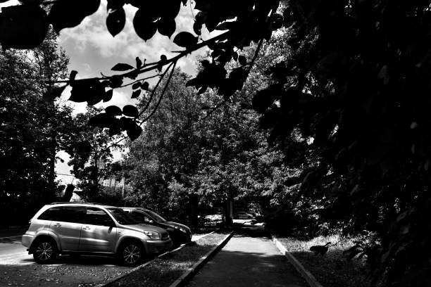 autumn landscape in the park black and white photo. High quality photo