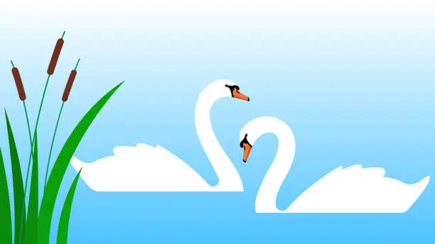 Vector illustration of Couple of swans, cygnets floating in blue pond.