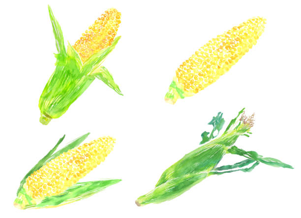 illustration von mais in aquarell gezeichnet - corn tassel stock-grafiken, -clipart, -cartoons und -symbole