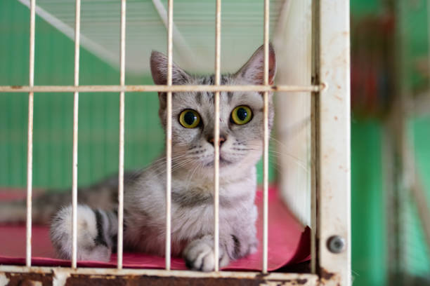 istock a cute cat with big eyes looking at the camera in a cage 1329357248