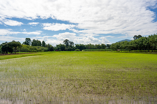 Rice field and blue sky background in rural background